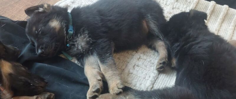 German Shepherd puppies for sale in Dartford, Kent – 9 months old - Image 8 of 10