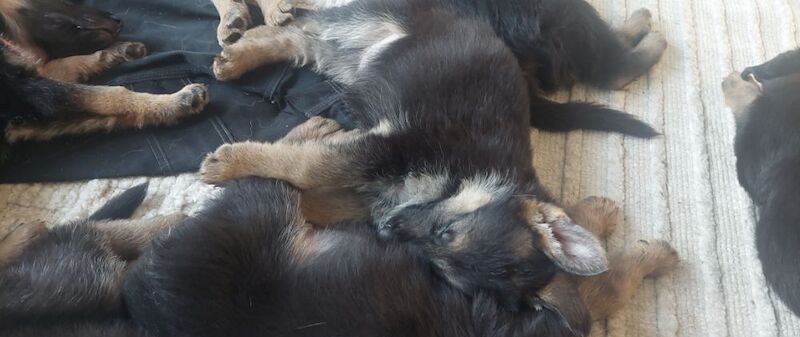 German Shepherd puppies for sale in Dartford, Kent – 9 months old - Image 9 of 10