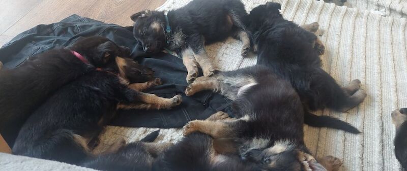 0 Pure bread german shepherd puppies for sale in Dartford, Kent - Image 10