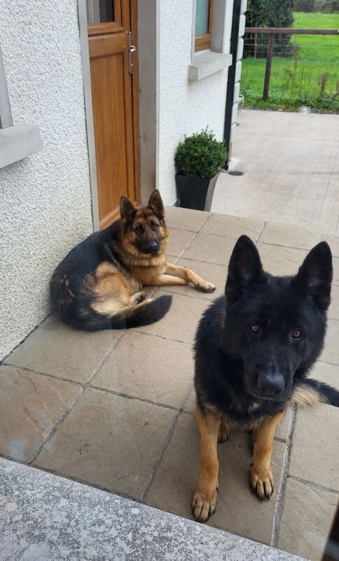 German Shepherd puppies for sale in Dungannon, County Tyrone – 1 year old - Image 2 of 3
