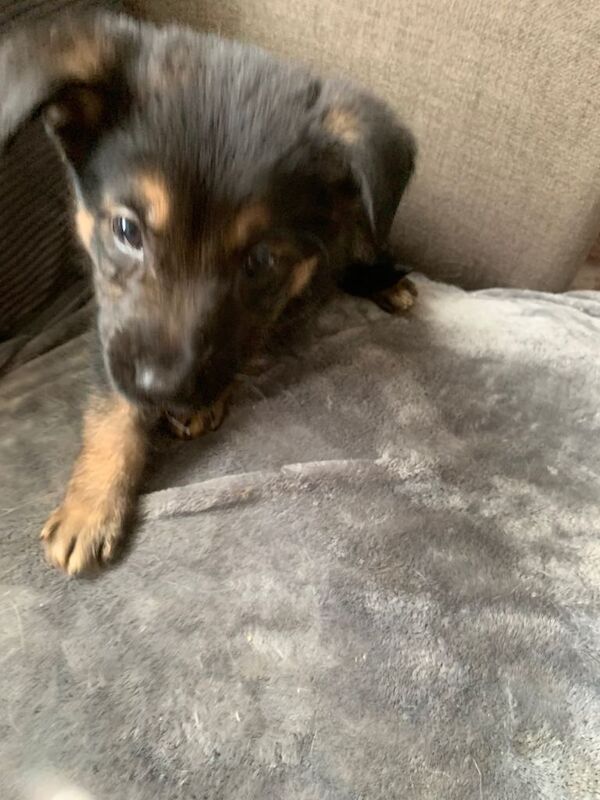 Pure bred German shepherd puppies