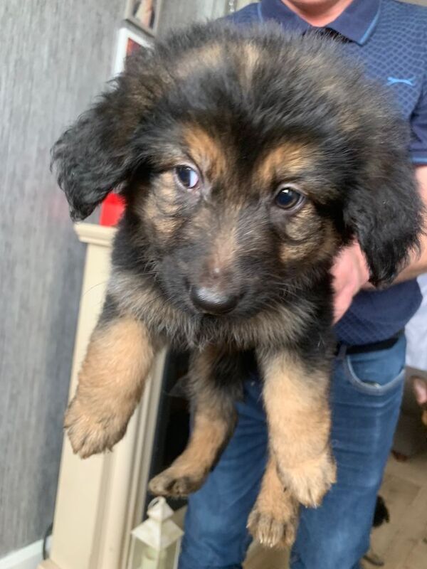 Pure bred German shepherd puppies - Image 2 of 2