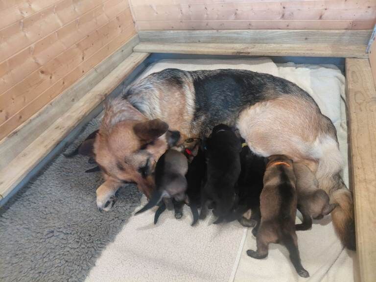 Pure bred german shepherd puppies
