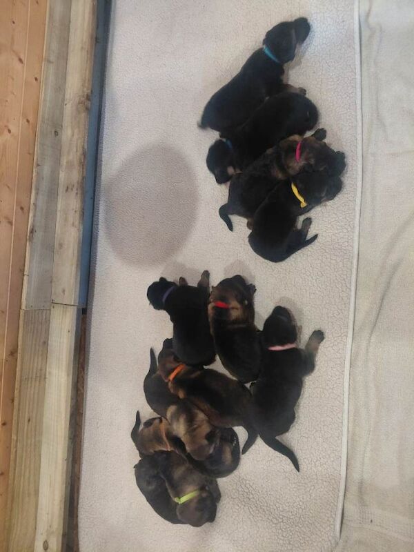 Pure bred german shepherd puppies - Image 2 of 3