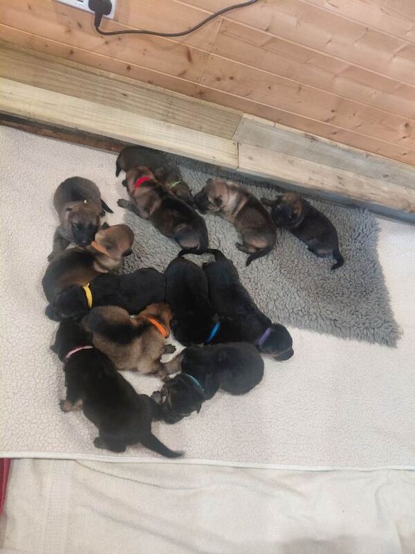 Pure bred german shepherd puppies - Image 3 of 3