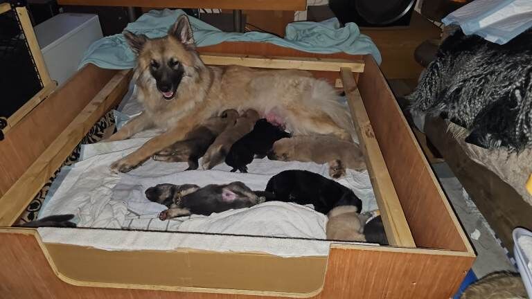 German Shepherd puppies for sale in Knightswood, City of Glasgow – KC registered, 6 weeks old