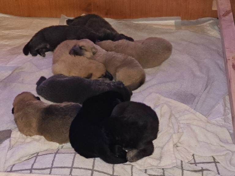 Pure bred German Shepherd Puppies for sale - Image 2 of 4