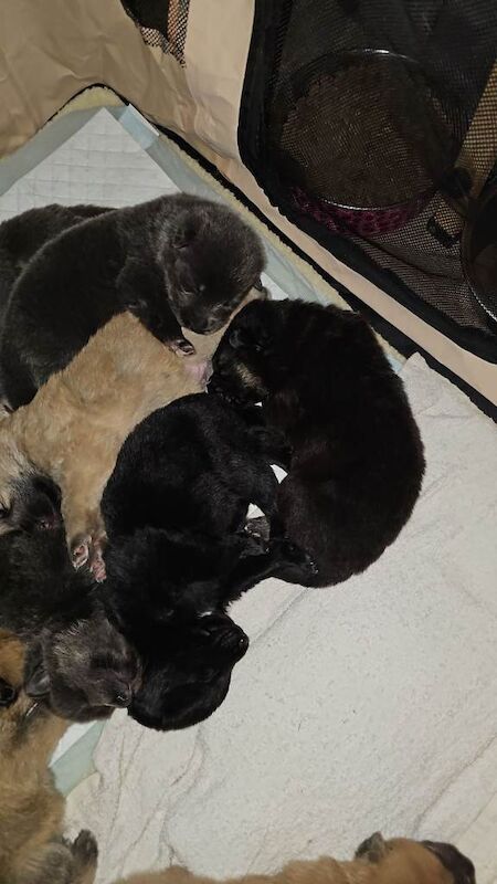 Pure bred German Shepherd Puppies for sale - Image 3 of 4
