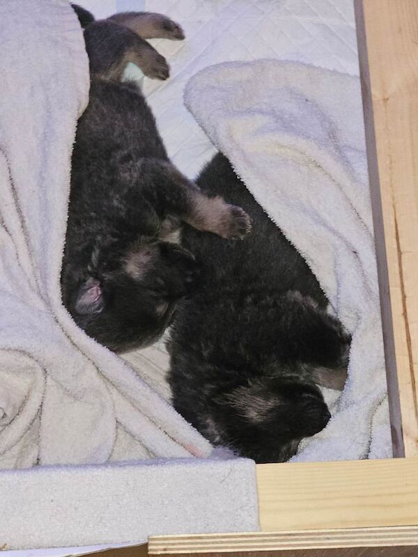 Pure bred German Shepherd Puppies for sale - Image 4 of 4