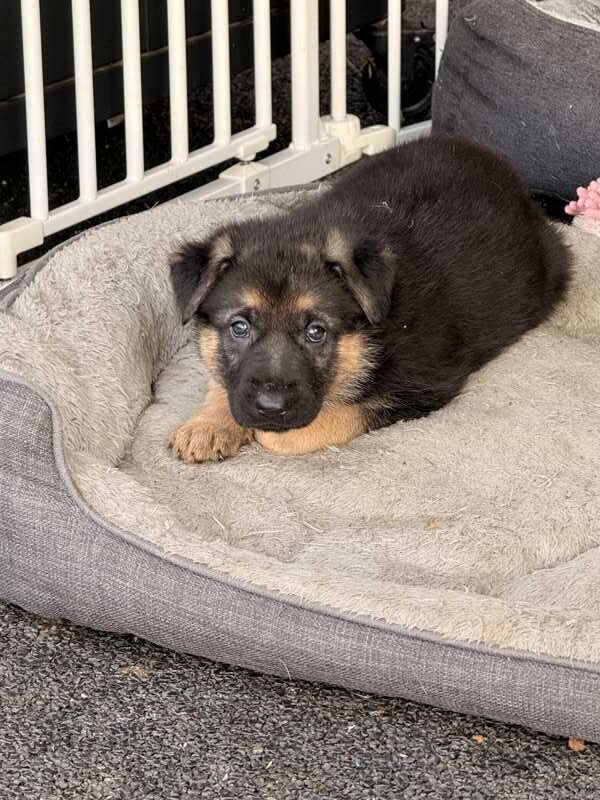 Pure Bred German Shepherd Puppies Looking for a Loving Home