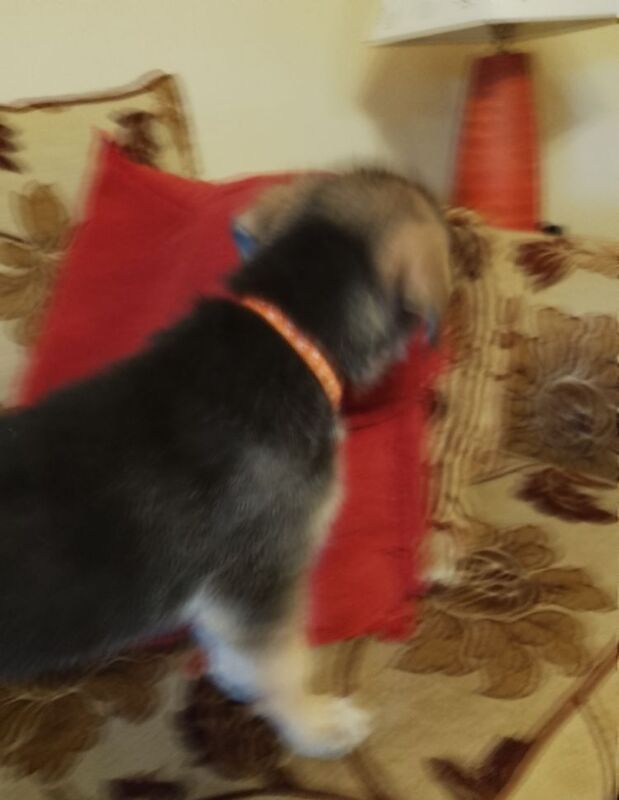 6 To 12 Month Old Black & Tan German Shepherd Puppies For Sale In Chelmsford, Essex