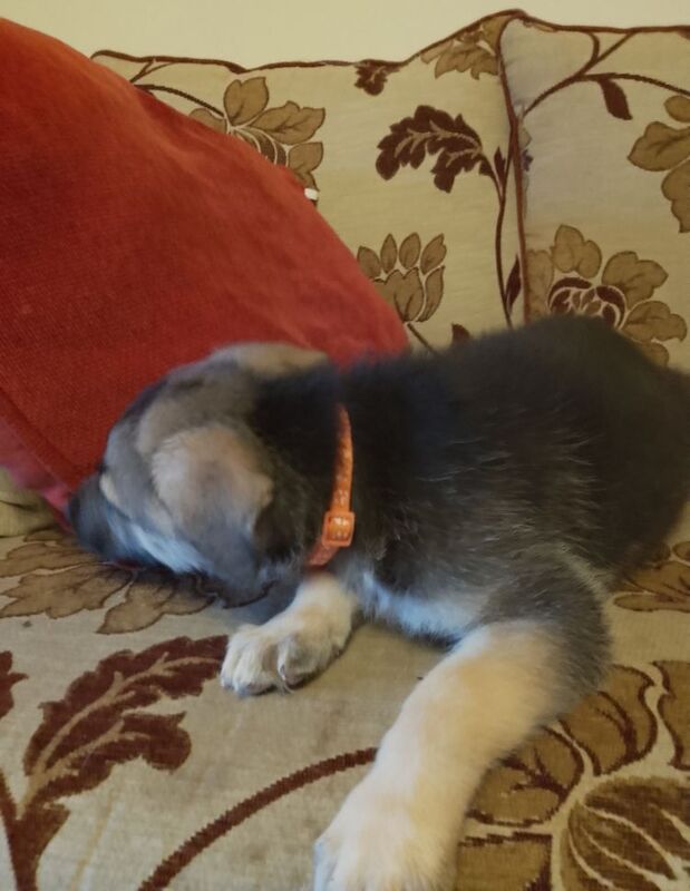 Pure bred German Shepherd Puppy for sale in Fintona, Omagh | Image 2