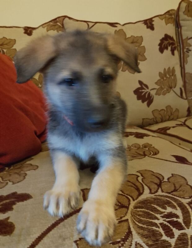Pure bred German Shepherd Puppy for sale in Fintona, Omagh | Image 3
