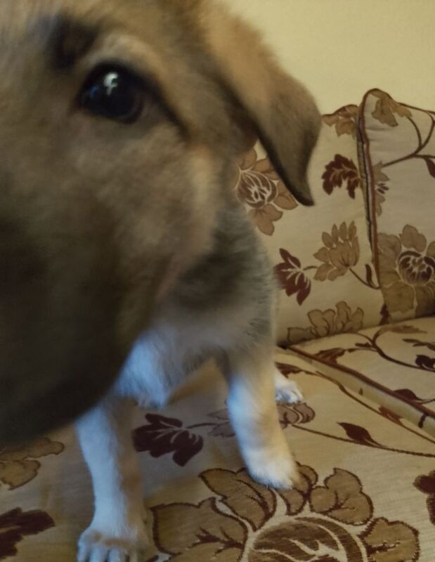 Pure bred German Shepherd Puppy for sale in Fintona, Omagh - Image 5