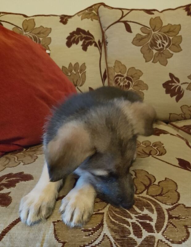Pure bred German Shepherd Puppy for sale in Fintona, Omagh - Image 8