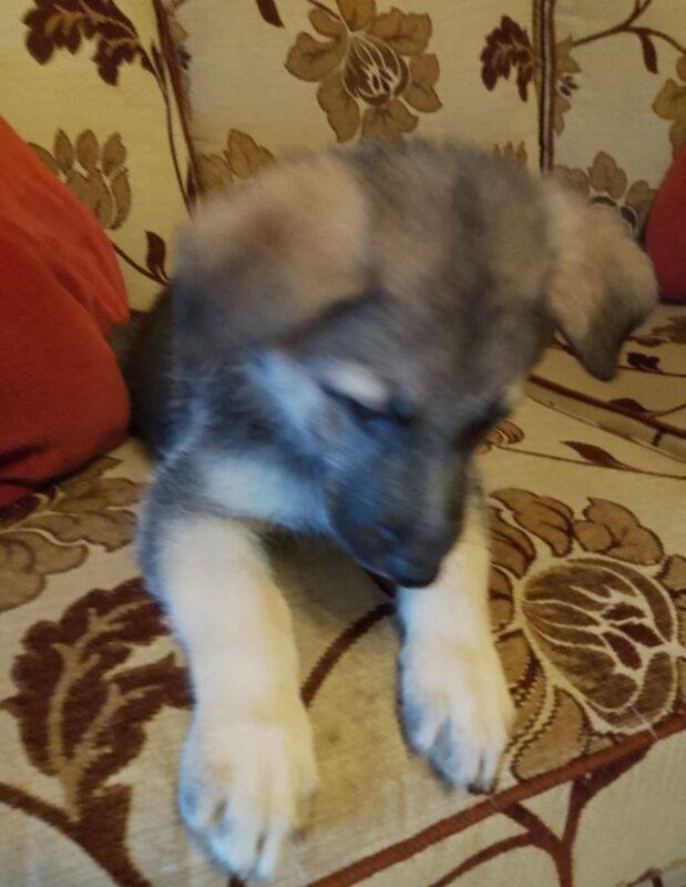 Pure bred German Shepherd Puppy for sale in Fintona, Omagh - Image 9