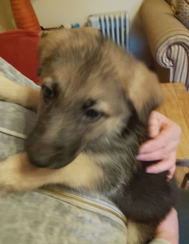 Pure bred German Shepherd Puppy for sale in Fintona, Omagh - Image 10