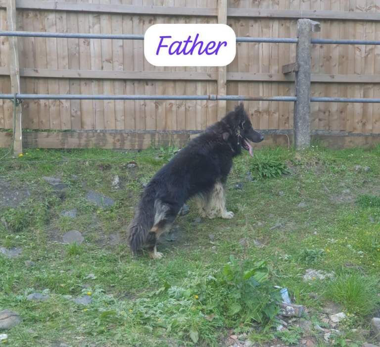 Pure bred German shepherds