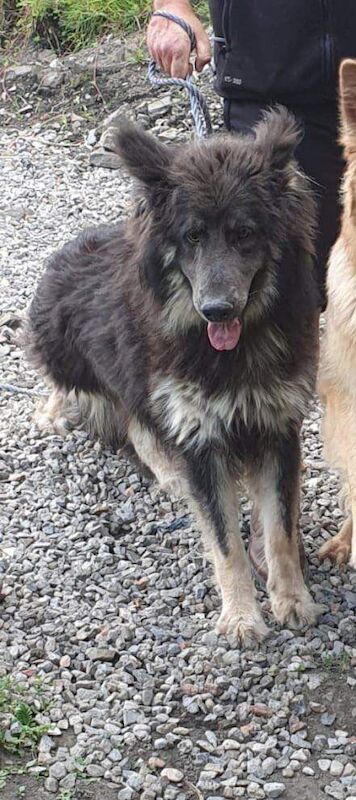 Pure bred German shepherds - Image 2 of 3