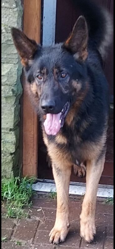 German Shepherd puppies for sale in Halifax, West Yorkshire – 6 weeks old