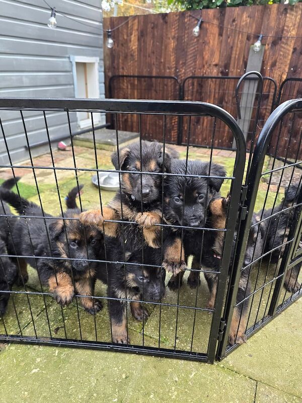 German Shepherd puppies for sale in Halifax, West Yorkshire – 5 months old - Image 2 of 3