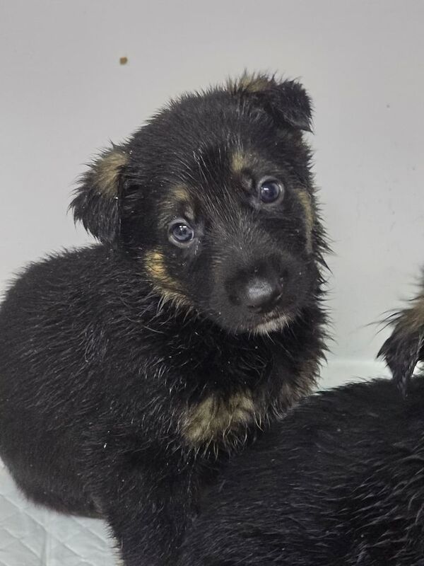 German Shepherd puppies for sale in Halifax, West Yorkshire – 5 months old - Image 3 of 3