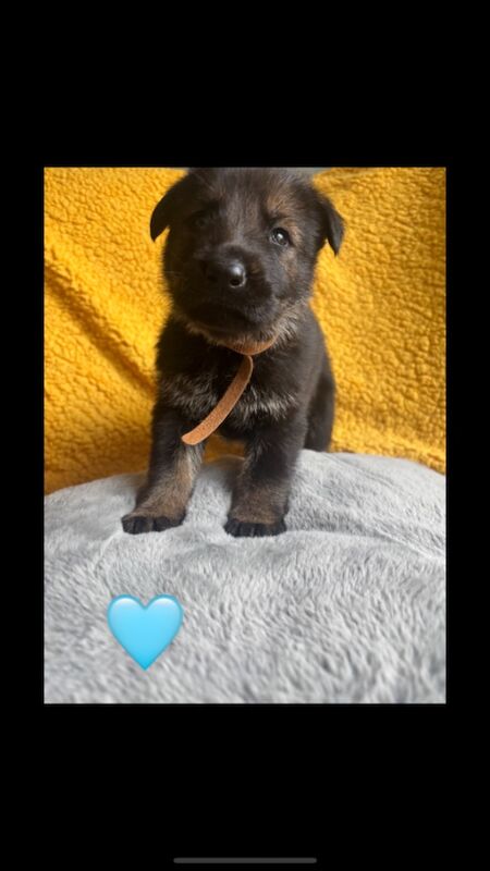 German Shepherd puppies for sale in Herne Bay, Kent – KC registered, 5 months old - Image 1 of 4
