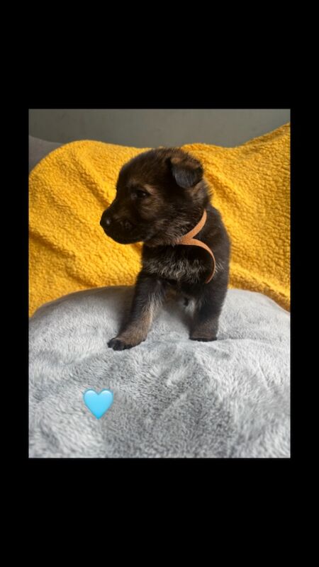 German Shepherd puppies for sale in Herne Bay, Kent – KC registered, 5 months old - Image 2 of 4