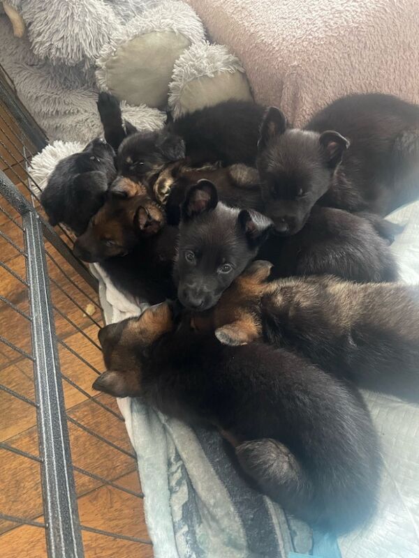 German Shepherd puppies for sale in Herne Bay, Kent – KC registered, 5 months old - Image 3 of 4