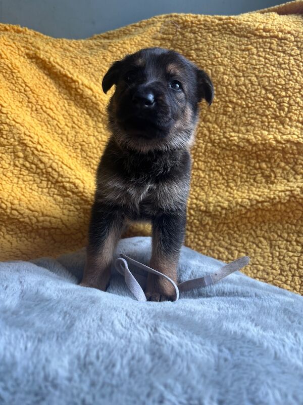 German Shepherd puppies for sale in Herne Bay, Kent – KC registered, 5 months old - Image 4 of 4