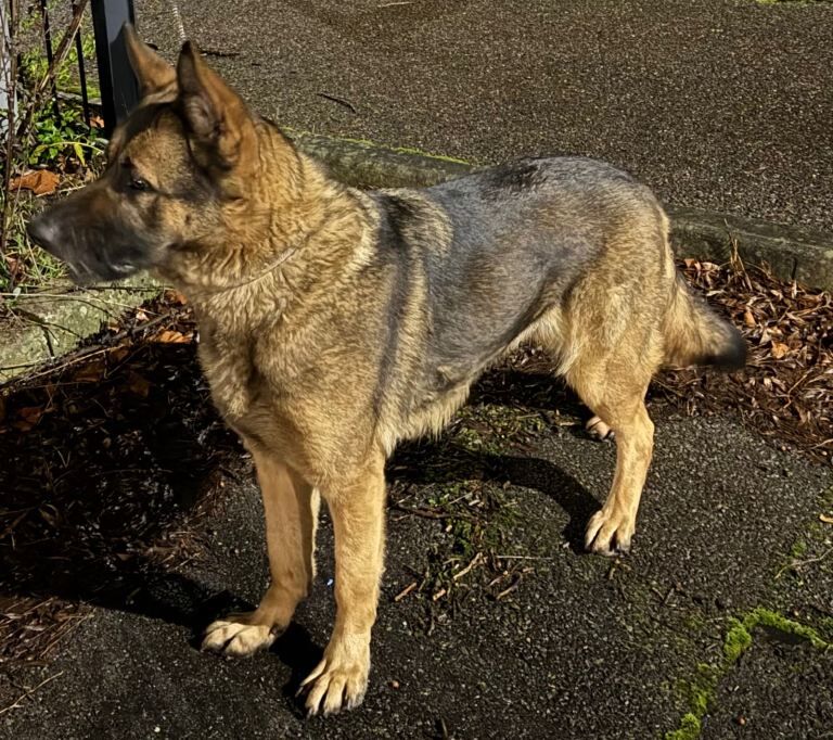 German Shepherd puppies for sale in Dagenham, Greater London – 2 years old