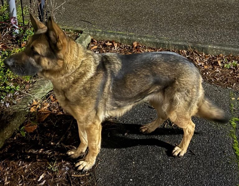 German Shepherd puppies for sale in Dagenham, Greater London – 2 years old - Image 2 of 4