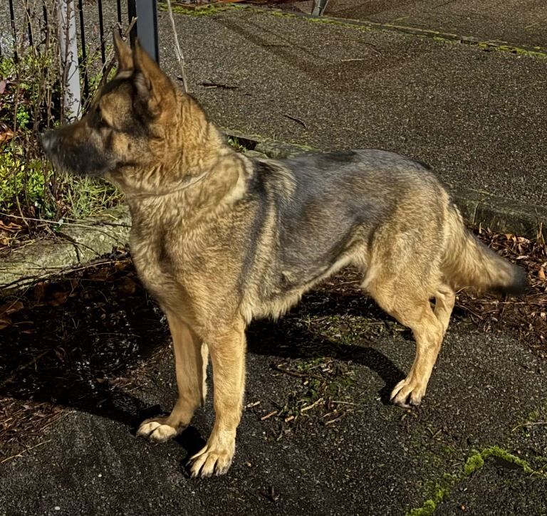 German Shepherd puppies for sale in Dagenham, Greater London – 2 years old - Image 3 of 4