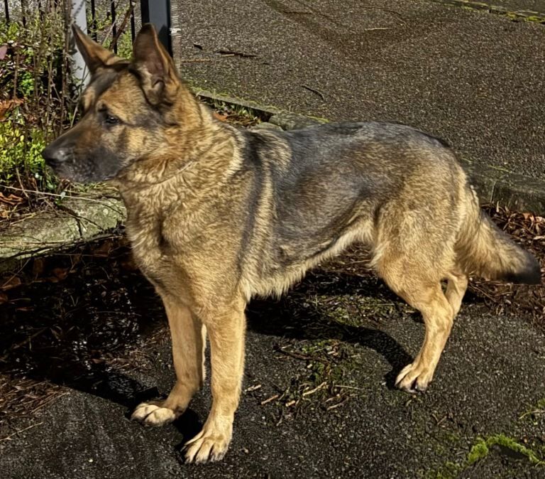 German Shepherd puppies for sale in Dagenham, Greater London – 2 years old - Image 4 of 4