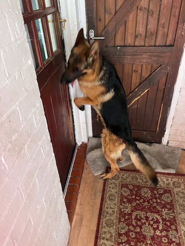 Purebred German Shepherd for sale in Stoke-on-Trent, Staffordshire