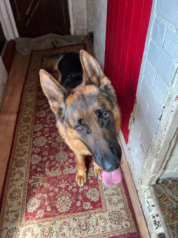 German Shepherd puppies for sale in Stoke-on-Trent, Staffordshire – KC registered, 2 years old - Image 2 of 3