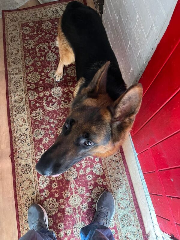 German Shepherd puppies for sale in Stoke-on-Trent, Staffordshire – KC registered, 2 years old - Image 3 of 3
