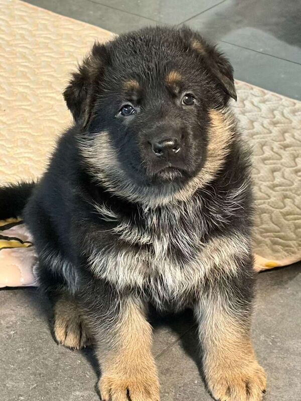 German Shepherd puppies for sale in Swansea / Abertawe, West Glamorgan – KC registered, 10 weeks old