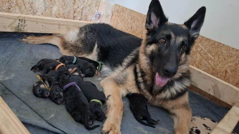 Black German Shepherd Puppies For Sale