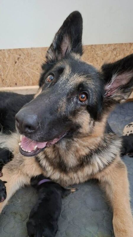 Purebred Straight Backed German Shepherd Puppies - Image 2 of 6
