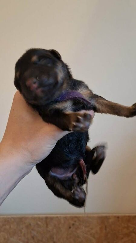 Purebred Straight Backed German Shepherd Puppies - Image 4 of 6