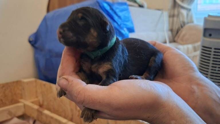 Purebred Straight Backed German Shepherd Puppies - Image 5 of 6