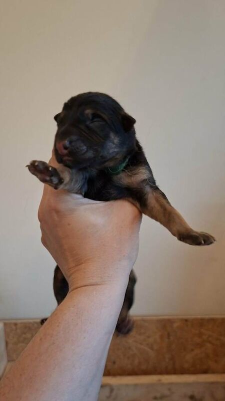 Purebred Straight Backed German Shepherd Puppies - Image 6 of 6