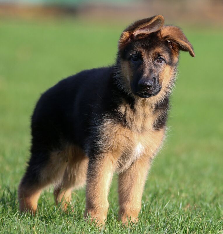 Quality German Shepherd Puppies for sale in Grimsby, Lincolnshire