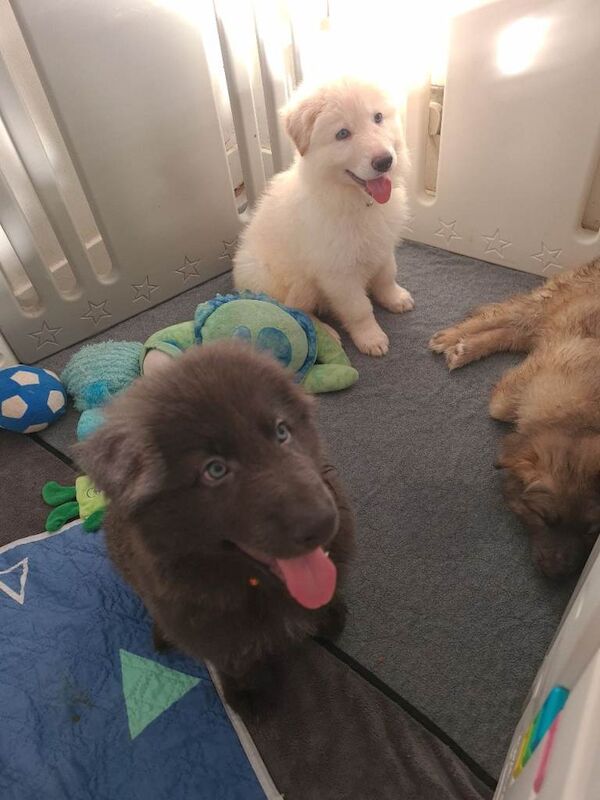 German Shepherd Puppies For Sale