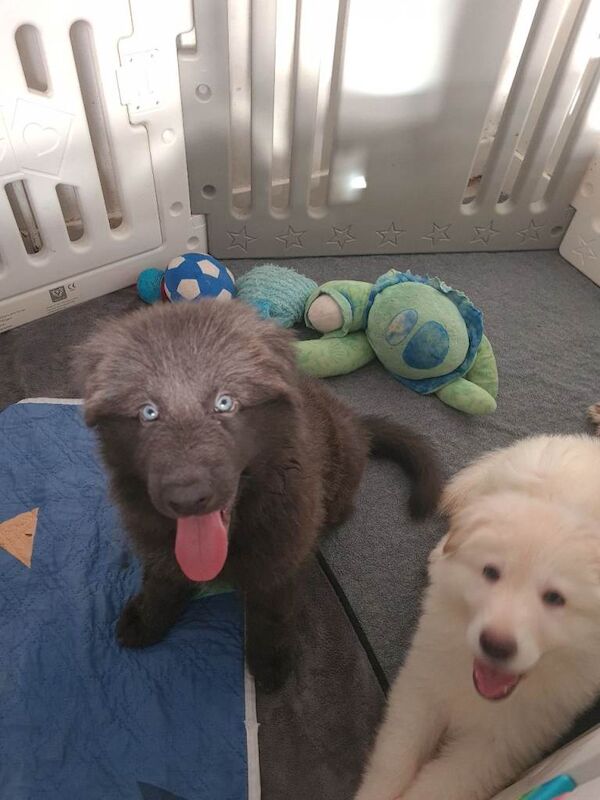 **rare blue eyed blue/white/isabella german shepherd puppies for sale** - Image 2 of 6