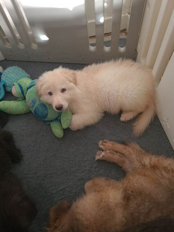 **rare blue eyed blue/white/isabella german shepherd puppies for sale** - Image 3 of 6