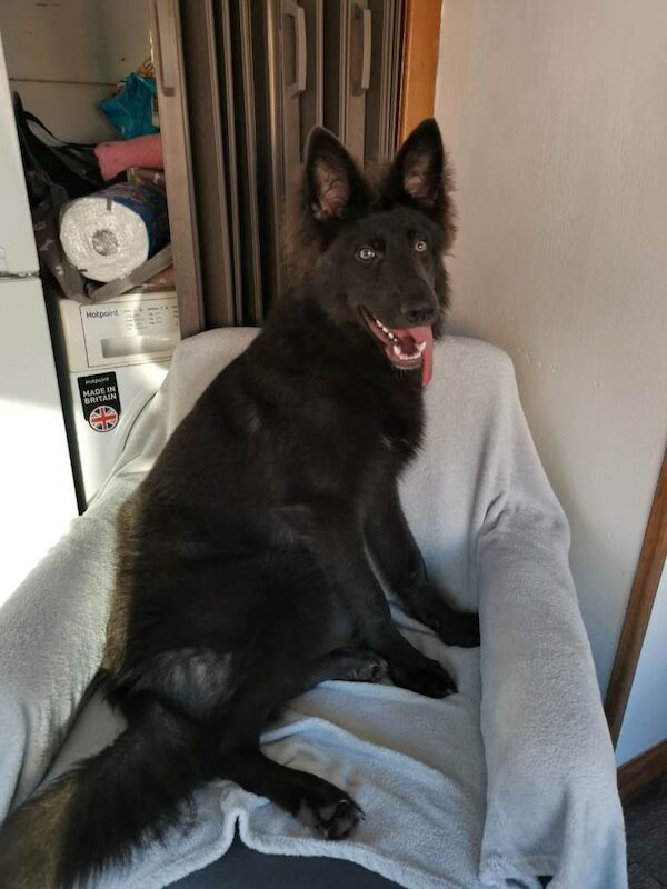 **rare blue eyed blue/white/isabella german shepherd puppies for sale** - Image 4 of 6