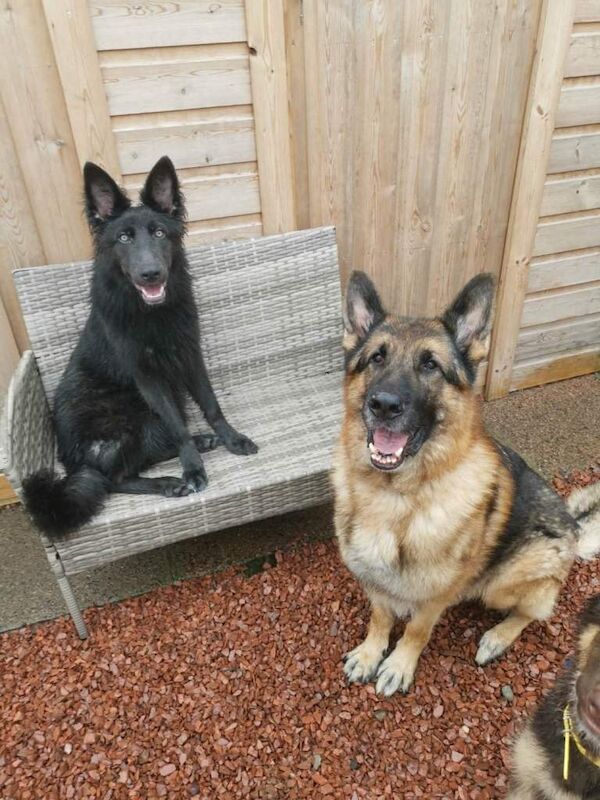 **rare blue eyed blue/white/isabella german shepherd puppies for sale** - Image 5 of 6