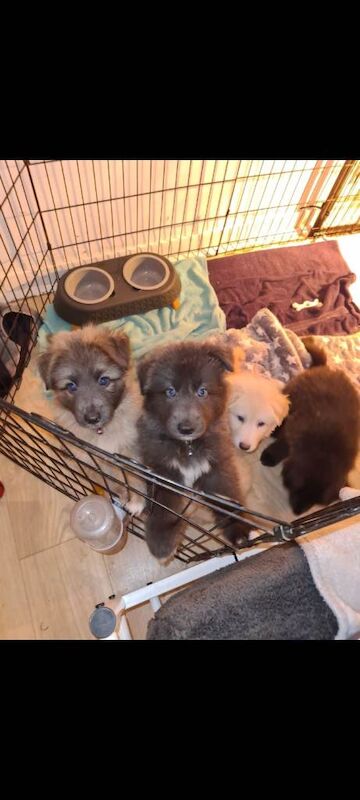 **rare blue eyed blue/white/isabella german shepherd puppies for sale** - Image 6 of 6